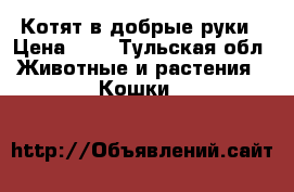 Котят в добрые руки › Цена ­ 0 - Тульская обл. Животные и растения » Кошки   